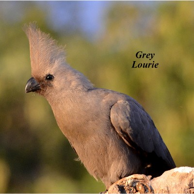 Grey Lourie